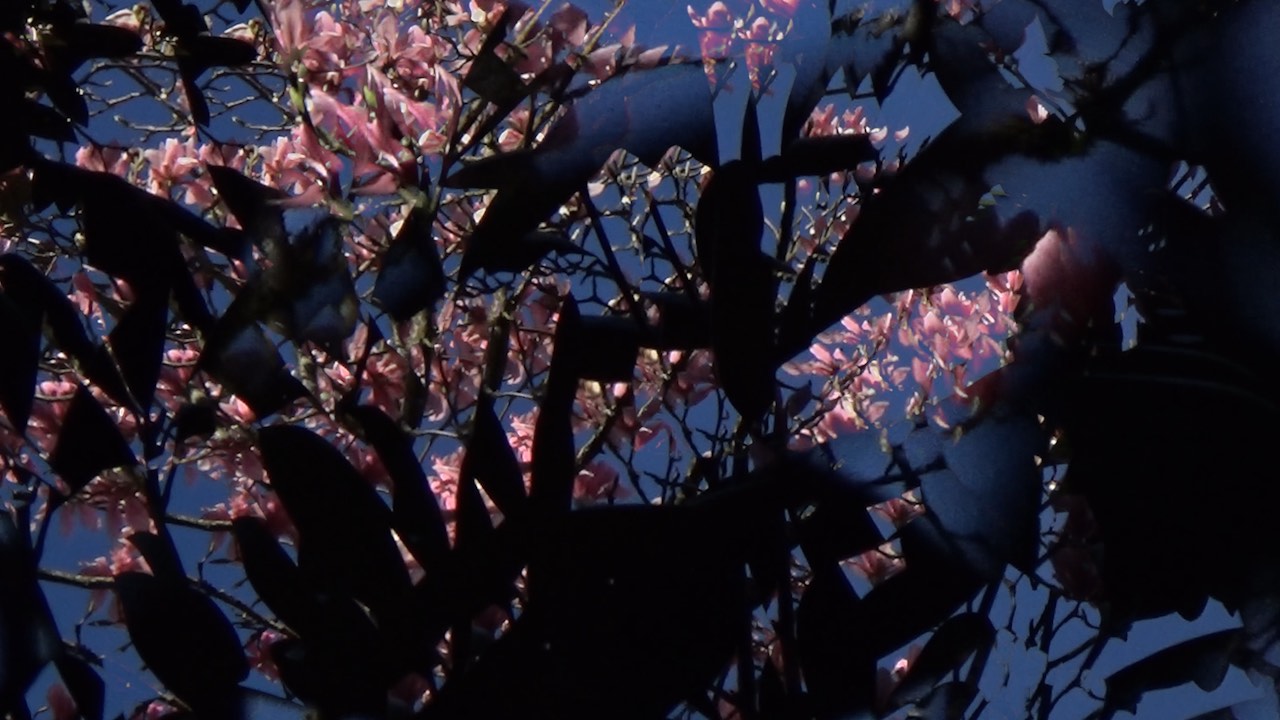March 25 Magnolia video cover